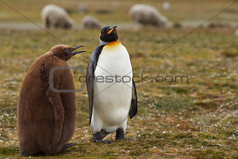 King Penguin with Hungry Chick