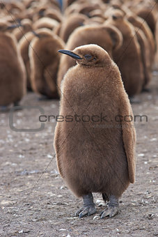 King Penguin Chick