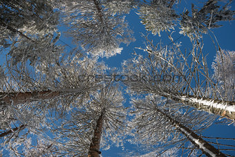 Perspective view of winter trees