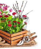 Spring flowers in wooden bucket with garden tools