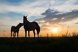 two horses at sunset