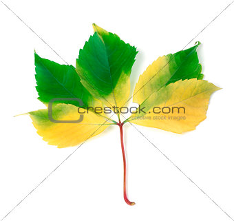 Multicolorl grapes leaf on white background