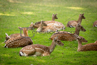 Herd of Fallow Deers (lat. dama dama) on a meadow