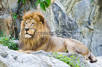  Male Lion 