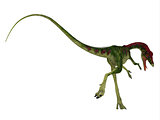 Compsognathus Dinosaur Tail