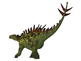 Huayangosaurus Dinosaur Tail