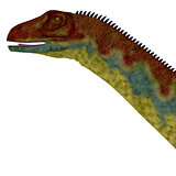 Jobaria Dinosaur Head