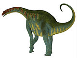 Jobaria Dinosaur Tail