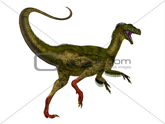 Ornitholestes Dinosaur Tail