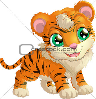 beautiful tiger on a white background