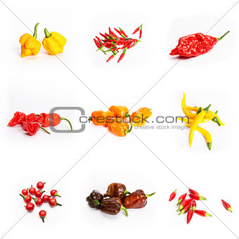 chilli peppers habanero fatalii rooster cayenne