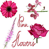 Isolated vector pink flowers set