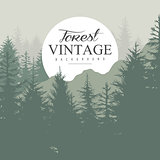 Vintage Pine Forest. Vector Illustration