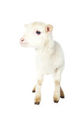White baby lamb