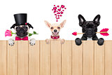 row of valentines dogs in love
