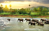 Elefants in river