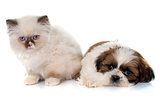 british longhair kitten and puppy