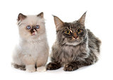 british longhair kitten and maine coon