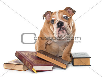young english bulldog and books