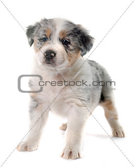puppy australian shepherd