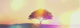 Widescreen sunset tree landscape with retro effect