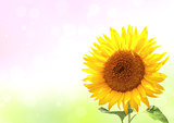 Bright yellow sunflower on sunny background