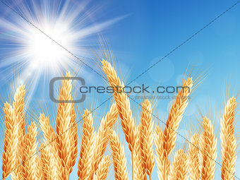 Gold wheat field and blue sky. EPS 10