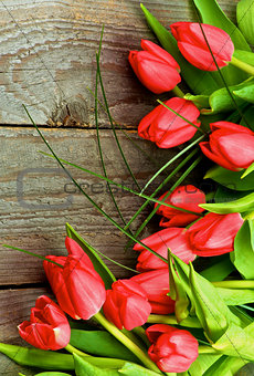 Magenta Spring Tulips