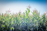 Green field of corn growing up