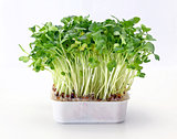 Watercress in Tray