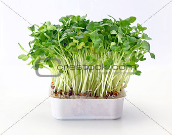 Watercress in Tray