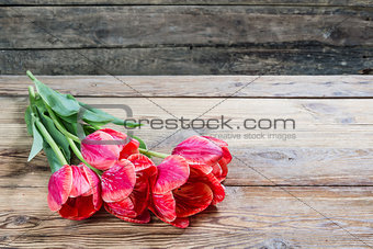 Lovely tulip flowers