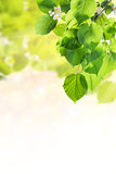 Nature green background