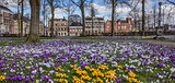 Panorama of colorful crocuses at the Ossenmarkt in Groningen