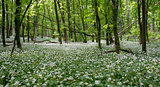 spring flowers in forest