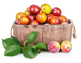 Fresh plums in wooden basket with green leaves