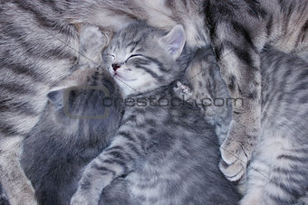 little kittens of Scottish Fold sleep