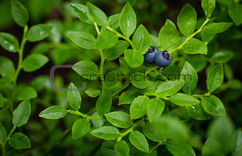 Blueberry forest berry