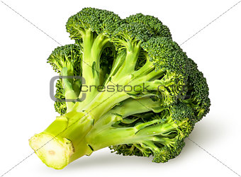 Large inflorescences of fresh broccoli bottom view