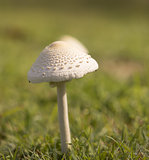 Mushroom emerges after spring rain