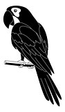 Parrot, black silhouette