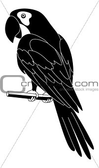 Parrot, black silhouette