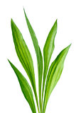 Ribwort Plantago lanceolata