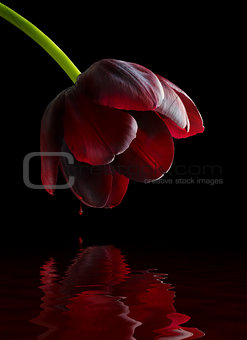 Purple black tulip and blood reflection.