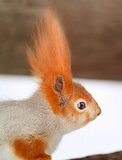 Beautiful portrait of a squirrel