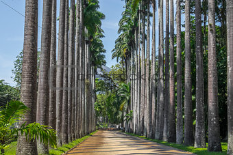 Tall Palm Trees - Rio de Janeiro