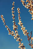 Apricot branches during flowering.