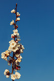 Apricot branches during flowering.