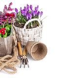 Spring flowers in basket with tools for gardening