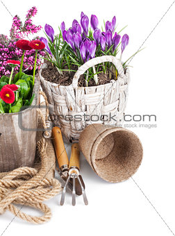 Spring flowers in basket with tools for gardening